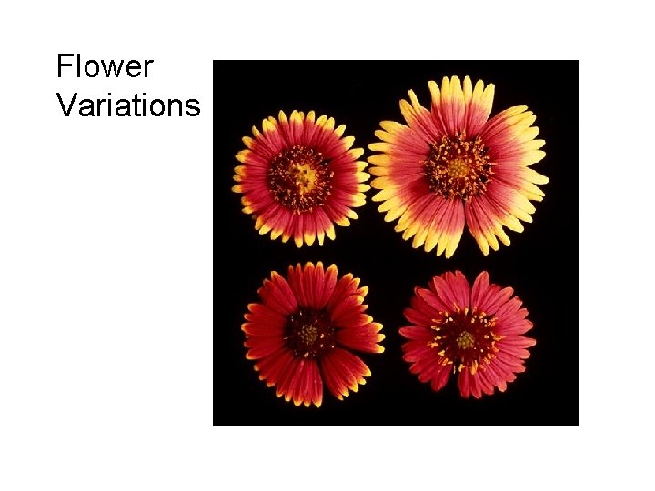 Flower Variations 