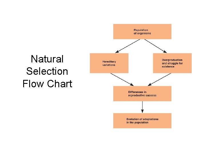 Natural Selection Flow Chart 
