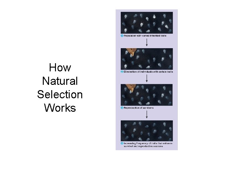 How Natural Selection Works 