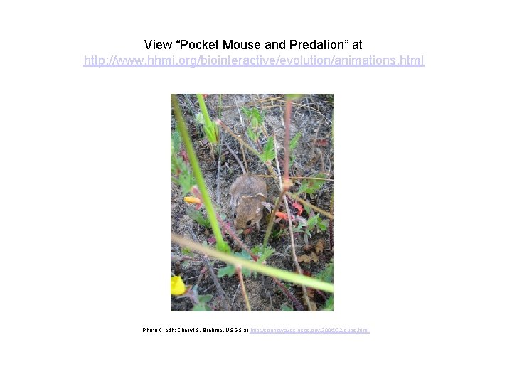 View “Pocket Mouse and Predation” at http: //www. hhmi. org/biointeractive/evolution/animations. html Photo Credit: Cheryl