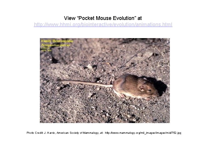 View “Pocket Mouse Evolution” at http: //www. hhmi. org/biointeractive/evolution/animations. html Photo Credit: J. Harris,