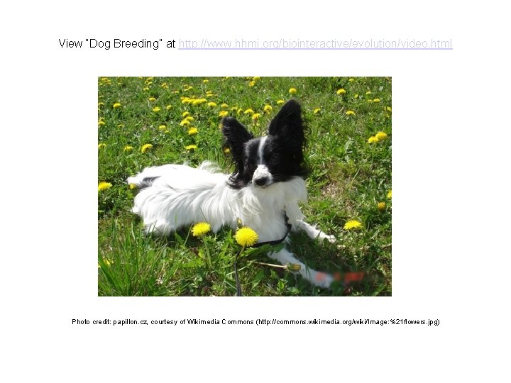 View “Dog Breeding” at http: //www. hhmi. org/biointeractive/evolution/video. html Photo credit: papillon. cz, courtesy