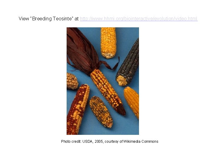 View “Breeding Teosinte” at http: //www. hhmi. org/biointeractive/evolution/video. html Photo credit: USDA, 2005, courtesy