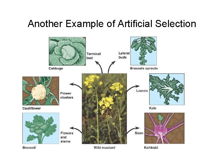 Another Example of Artificial Selection 