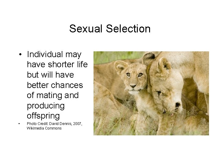 Sexual Selection • Individual may have shorter life but will have better chances of