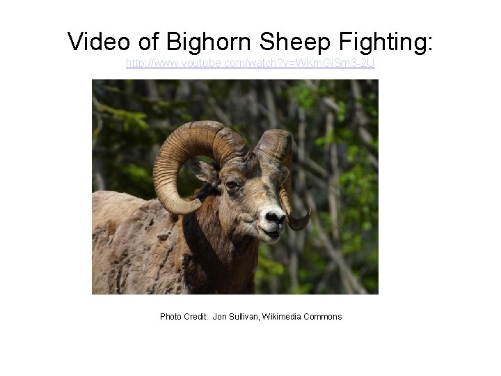 Video of Bighorn Sheep Fighting: http: //www. youtube. com/watch? v=WKm. Gi. Sm 3 -2