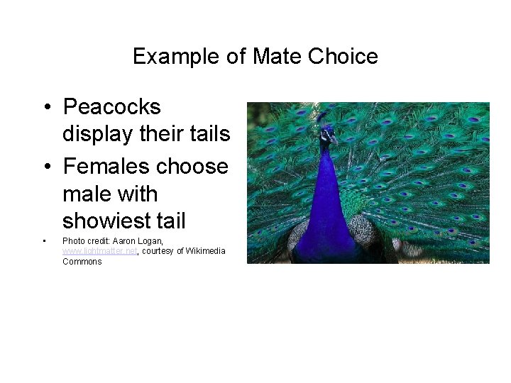 Example of Mate Choice • Peacocks display their tails • Females choose male with
