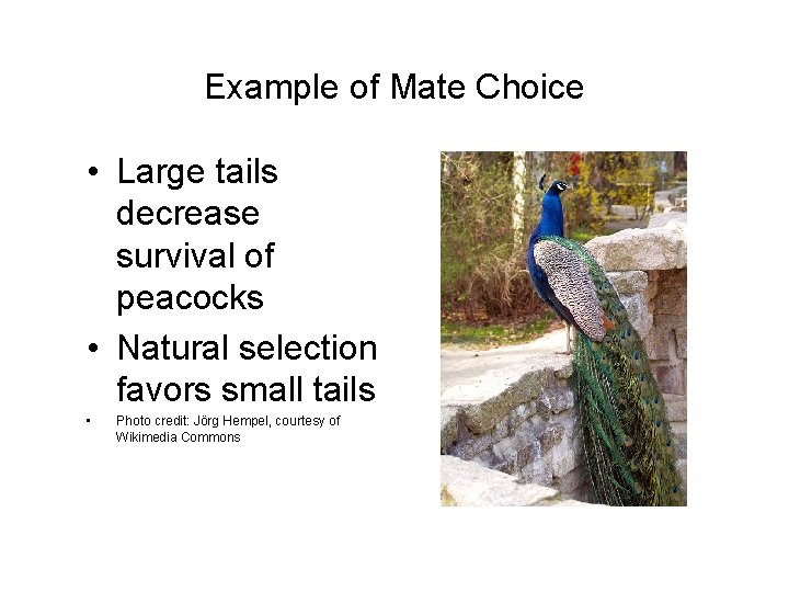Example of Mate Choice • Large tails decrease survival of peacocks • Natural selection