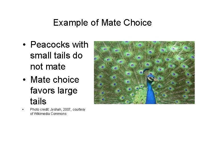 Example of Mate Choice • Peacocks with small tails do not mate • Mate