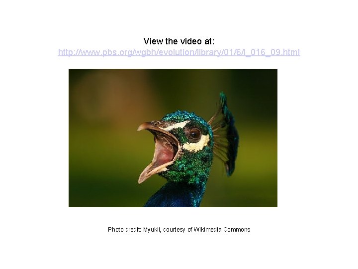 View the video at: http: //www. pbs. org/wgbh/evolution/library/01/6/l_016_09. html Photo credit: Myukii, courtesy of