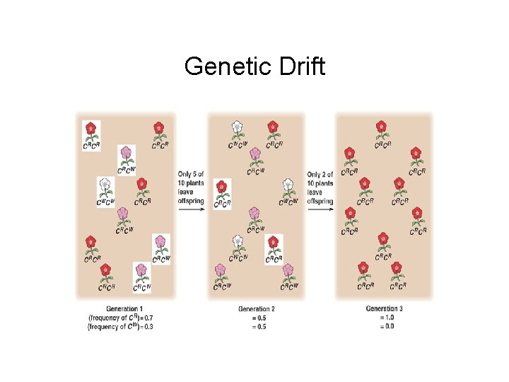 Genetic Drift 