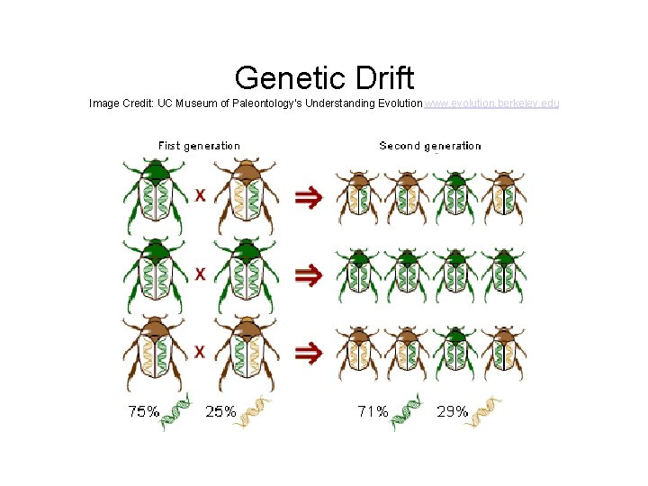 Genetic Drift Image Credit: UC Museum of Paleontology's Understanding Evolution www. evolution. berkeley. edu