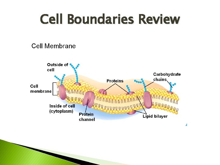 Cell Boundaries Review 