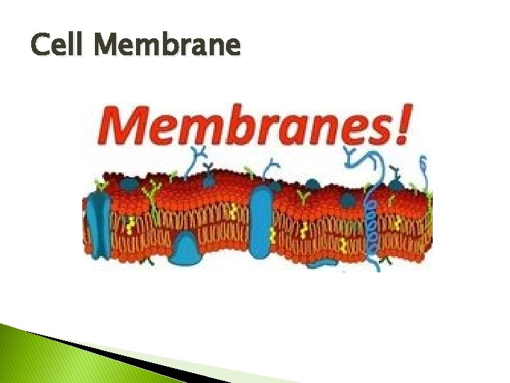 Cell Membrane 