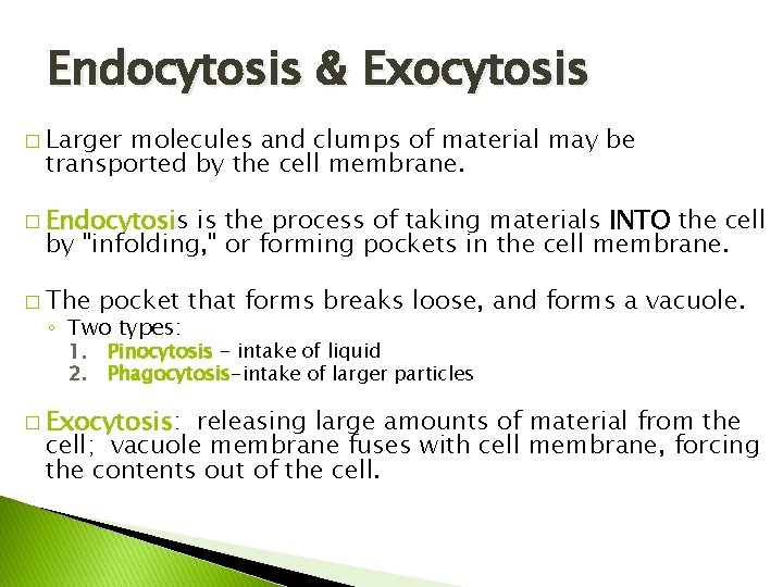 Endocytosis & Exocytosis � Larger molecules and clumps of material may be transported by