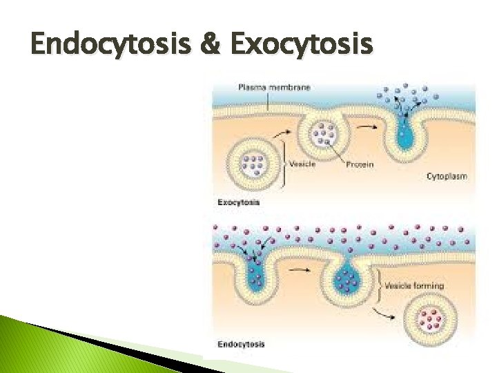 Endocytosis & Exocytosis 