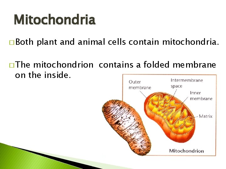 Mitochondria � Both � The plant and animal cells contain mitochondria. mitochondrion contains a