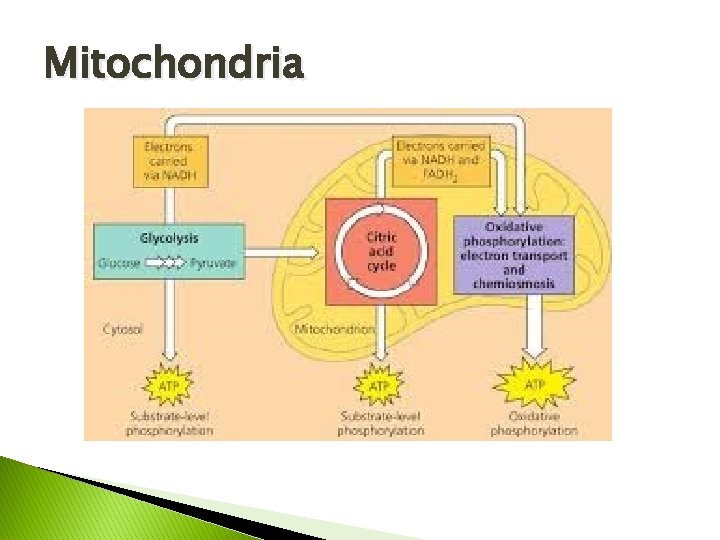 Mitochondria 