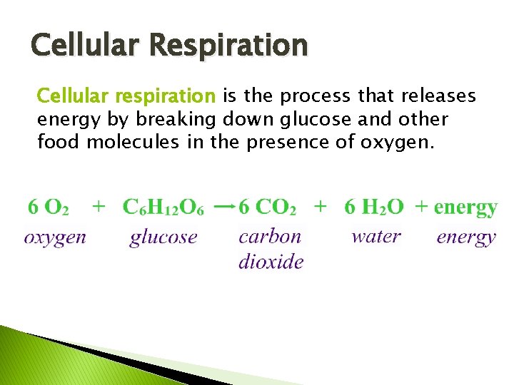 Cellular Respiration Cellular respiration is the process that releases energy by breaking down glucose