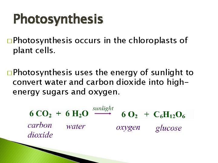 Photosynthesis � Photosynthesis plant cells. � Photosynthesis occurs in the chloroplasts of uses the