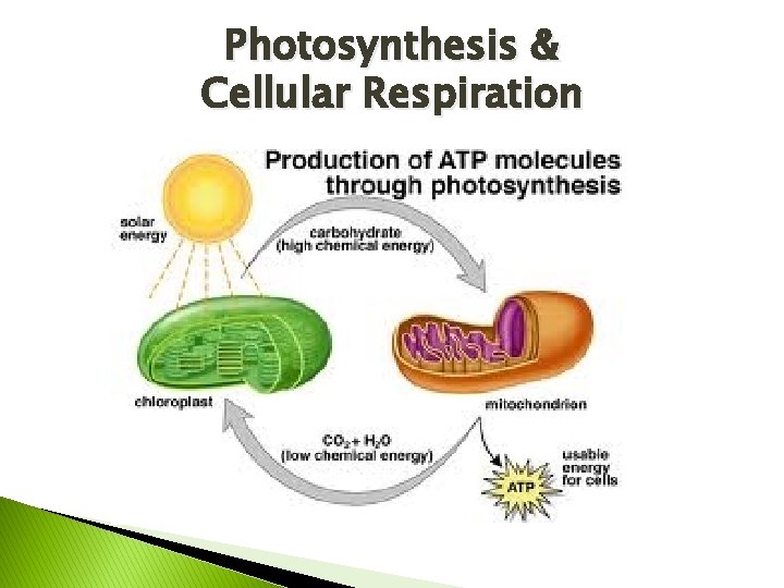 Photosynthesis & Cellular Respiration 
