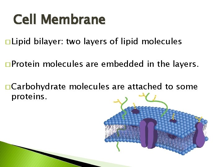 Cell Membrane � Lipid bilayer: two layers of lipid molecules � Protein molecules are