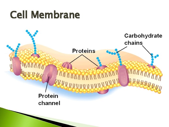Cell Membrane 