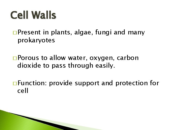 Cell Walls � Present in plants, algae, fungi and many prokaryotes � Porous to