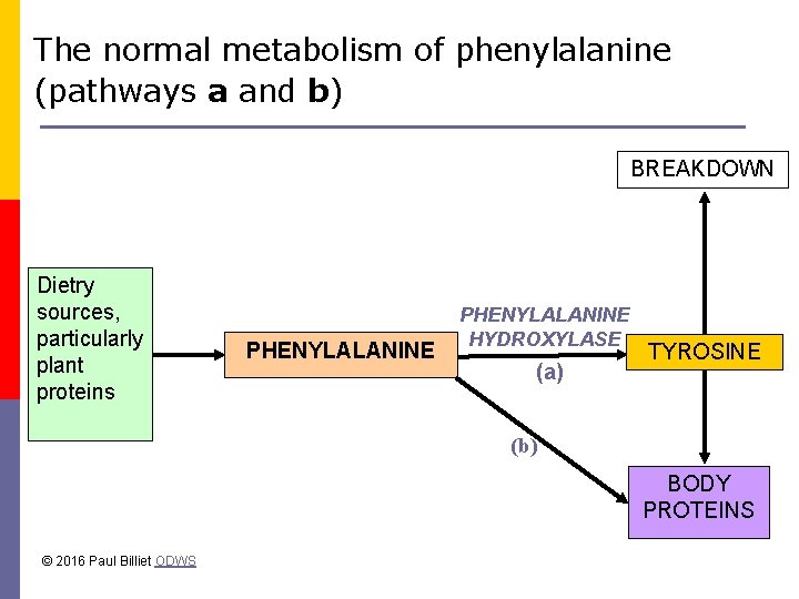 The normal metabolism of phenylalanine (pathways a and b) BREAKDOWN Dietry sources, particularly plant