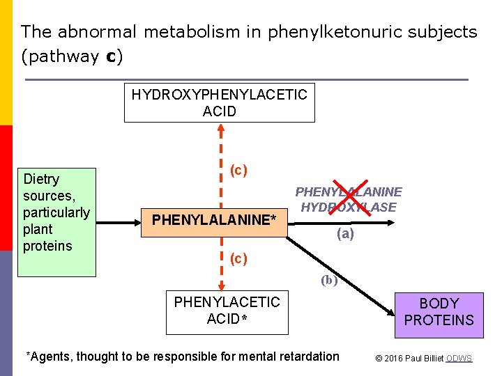 The abnormal metabolism in phenylketonuric subjects (pathway c) HYDROXYPHENYLACETIC ACID Dietry sources, particularly plant