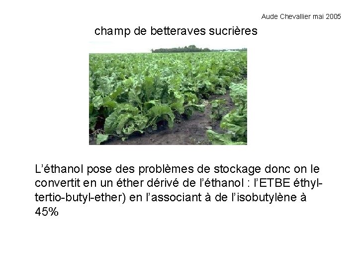 Aude Chevallier mai 2005 champ de betteraves sucrières L’éthanol pose des problèmes de stockage