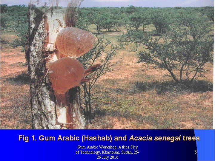 Fig 1. Gum Arabic (Hashab) and Acacia senegal trees Gum Arabic Workshop, Africa City