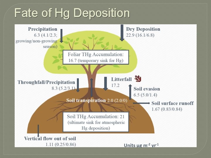 Fate of Hg Deposition 