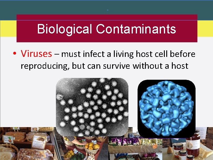 Biological Contaminants • Viruses – must infect a living host cell before reproducing, but