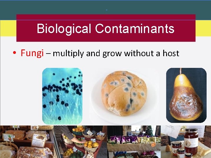Biological Contaminants • Fungi – multiply and grow without a host 