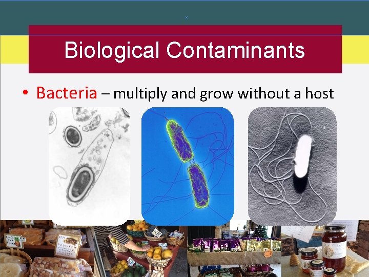 Biological Contaminants • Bacteria – multiply and grow without a host 