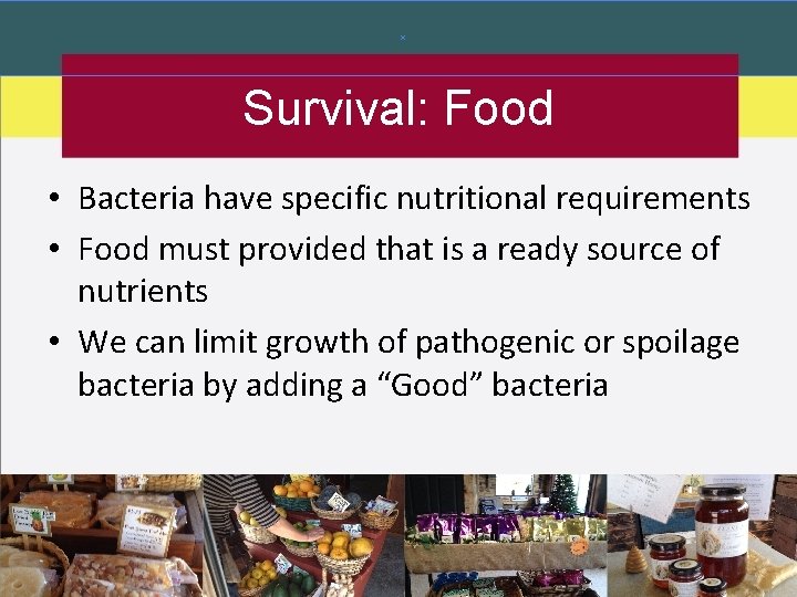 Survival: Food • Bacteria have specific nutritional requirements • Food must provided that is