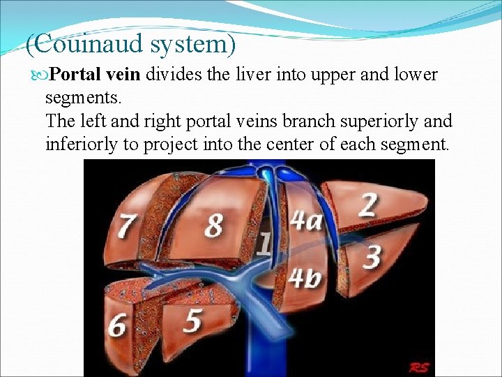 (Couinaud system) Portal vein divides the liver into upper and lower segments. The left