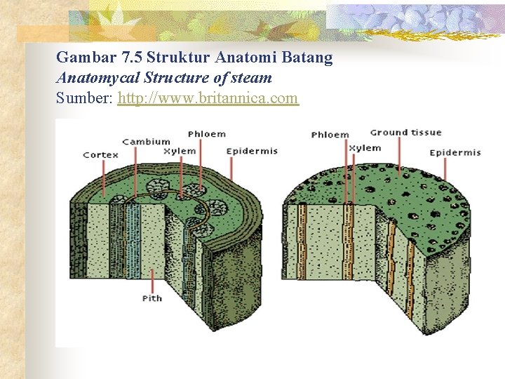 Gambar 7. 5 Struktur Anatomi Batang Anatomycal Structure of steam Sumber: http: //www. britannica.