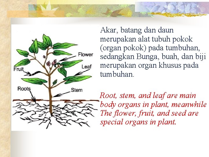 Akar, batang dan daun merupakan alat tubuh pokok (organ pokok) pada tumbuhan, sedangkan Bunga,