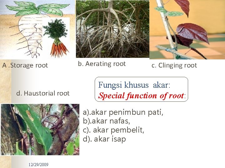 A. Storage root d. Haustorial root b. Aerating root c. Clinging root Fungsi khusus