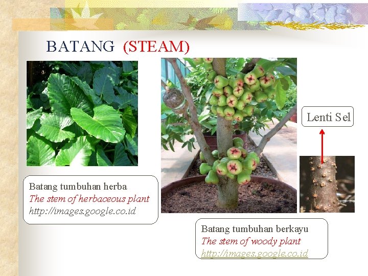 BATANG (STEAM) Lenti Sel Batang tumbuhan herba The stem of herbaceous plant http: //images.