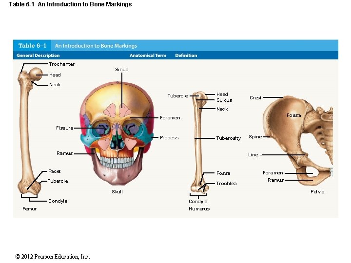 Table 6 -1 An Introduction to Bone Markings Trochanter Sinus Head Neck Head Sulcus