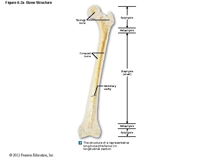 Figure 6 -2 a Bone Structure Epiphysis Spongy bone Metaphysis Compact bone Diaphysis (shaft)