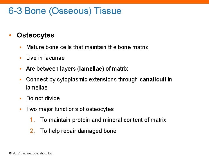 6 -3 Bone (Osseous) Tissue • Osteocytes • Mature bone cells that maintain the