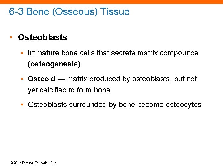 6 -3 Bone (Osseous) Tissue • Osteoblasts • Immature bone cells that secrete matrix