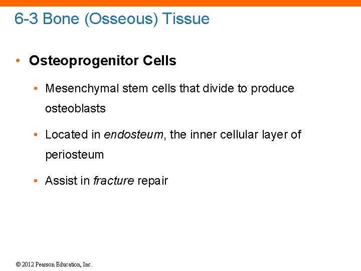 6 -3 Bone (Osseous) Tissue • Osteoprogenitor Cells • Mesenchymal stem cells that divide