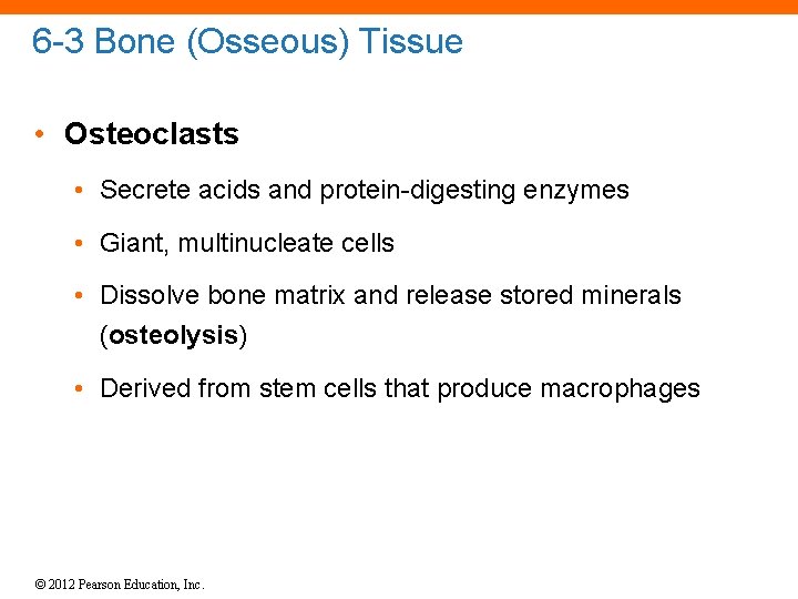 6 -3 Bone (Osseous) Tissue • Osteoclasts • Secrete acids and protein-digesting enzymes •