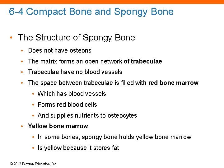 6 -4 Compact Bone and Spongy Bone • The Structure of Spongy Bone •