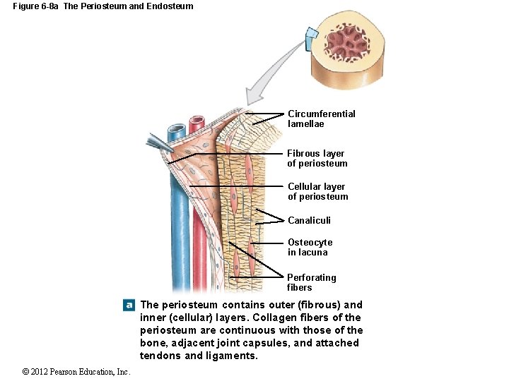 Figure 6 -8 a The Periosteum and Endosteum Circumferential lamellae Fibrous layer of periosteum
